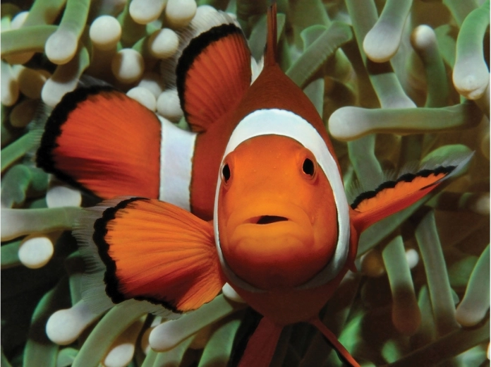 Zavodljiv motiv podmorskog svijeta