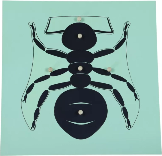 Montessori ant puzzle