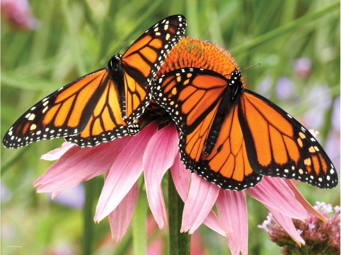 Realističan 3D efekt leptira