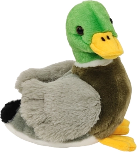 Pačić 18 cm