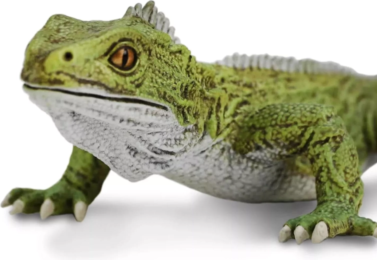 Faithful tuatara detailing down to the last detail