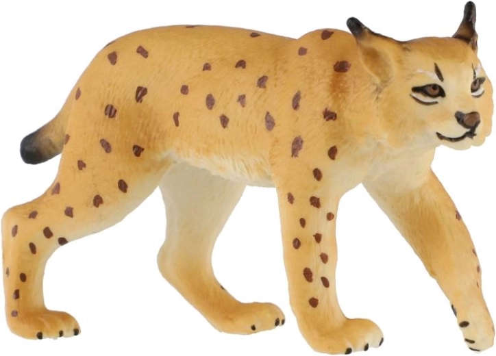 Characteristic features of the lynx