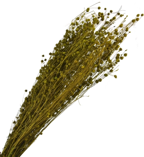 Sušena dekorativna trava zelena 40–70 cm