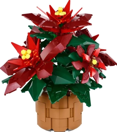 Detaljna poinsettia Grande Italia u pletenoj tegli