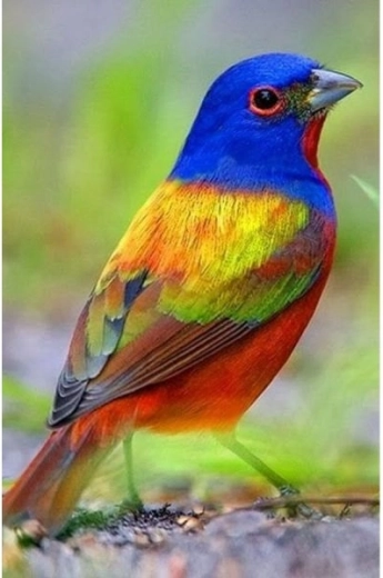 Diamond embroidery (diamond painting) colorful bird 30 × 40 cm