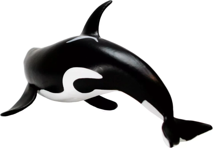 Unique look of the Type D killer whale