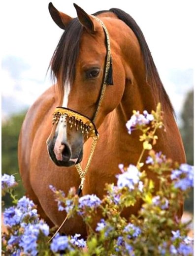 Diamond embroidery (diamond painting) horse in a meadow 30 × 40 cm - 1 piece