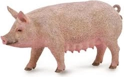 Prasnica Collecta