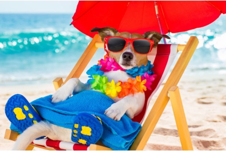 Diamond painting – dog on a deck chair 40 × 30 cm