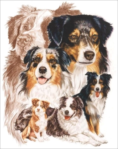 Diamond painting – Australian Shepherd dog 30 × 40 cm - 1 piece