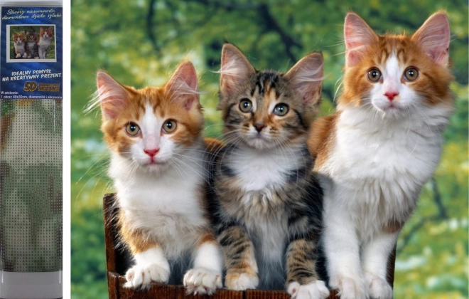 Norimpex Dijamantno Slikanje Mačke 30x40 cm