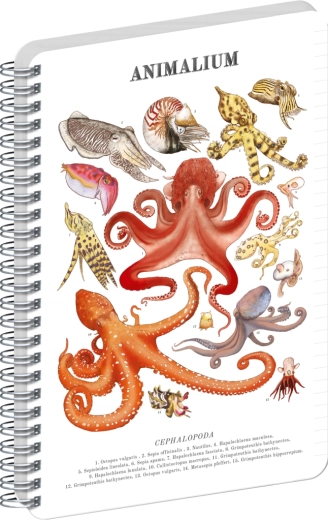 Notique spiralni blok Animalium glavonošci, crtani A4