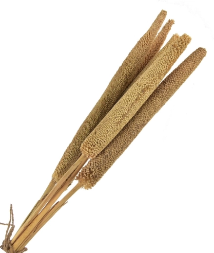Sušena dekoracija (sušina) bež – 5 kom, 50–60 cm