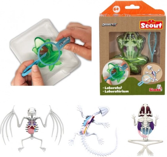 Mini laboratorij za seciranje – žaba, daždevnjak ili šišmiš