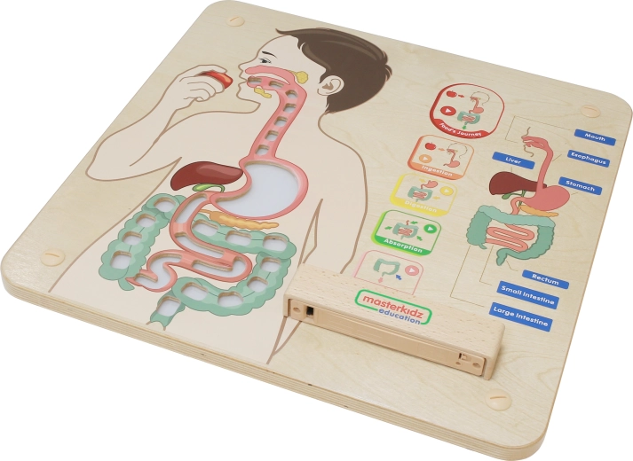 Visual anatomical teaching aid