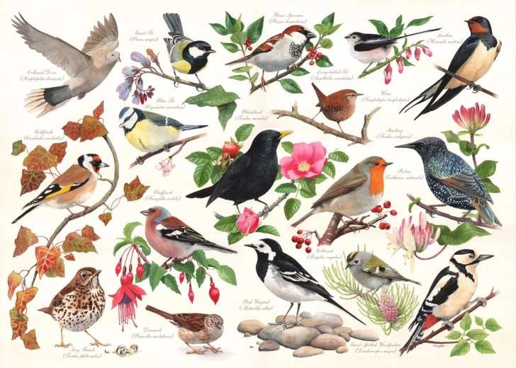 Puzzle Birds in the Garden - 1000 Pieces