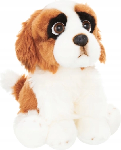 Expressive eyes and typical St. Bernard look