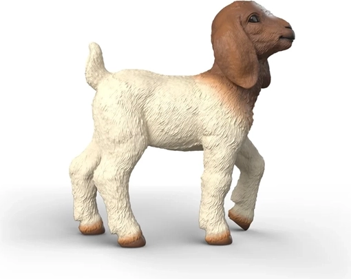 Typical coloring of the Boer goat