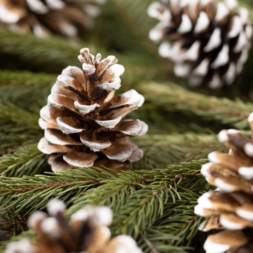 Christmas decoration: snow-covered pine cones in an organza bag, 10 pcs