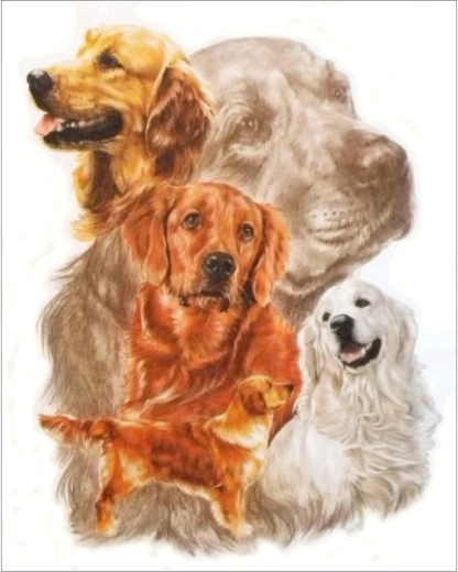 Diamond painting – Golden retriever picture 30 × 35 cm
