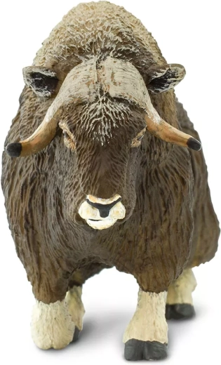 Typical massive musk ox horns