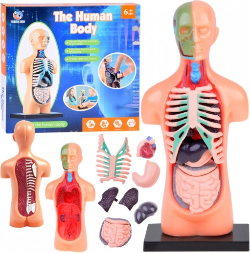 Edukativni model ljudskog tijela s izvadivim organima, mini 15 cm