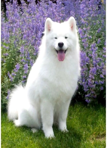 Dijamantno slikanje – pas samojed 30 × 40 cm
