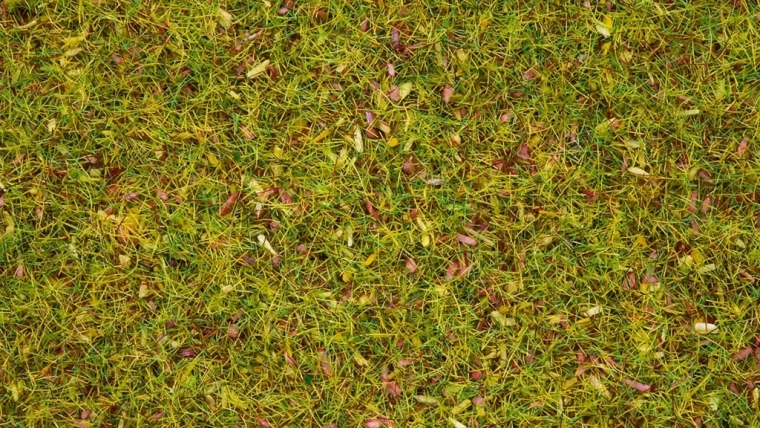 Noch statička trava cvjetna livada 2,5 mm