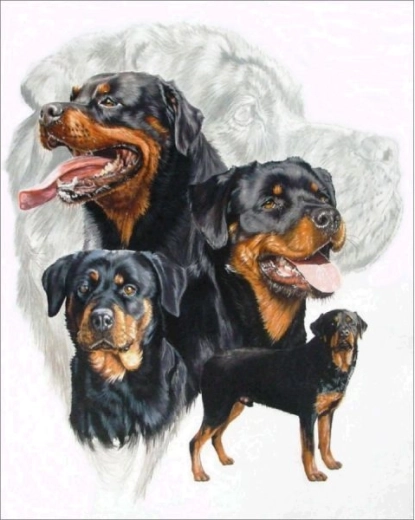 Diamond embroidery (diamond painting) rottweiler 30 × 40 cm