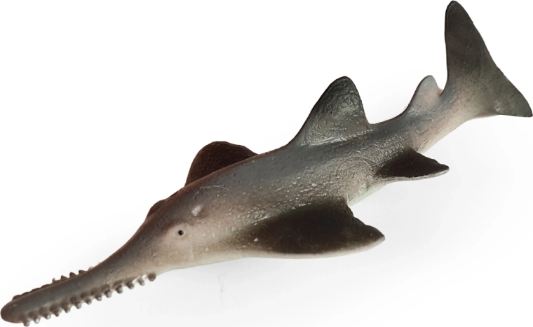 Largetooth sawfish sea fish 14 cm