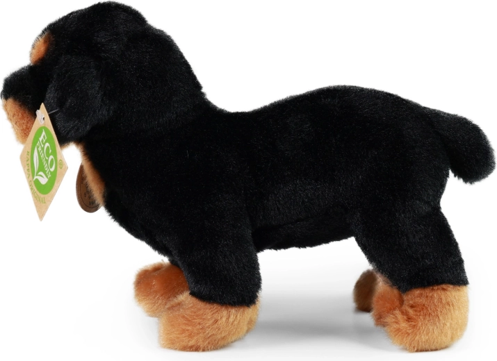 Dio RAPPA Exclusive Collection