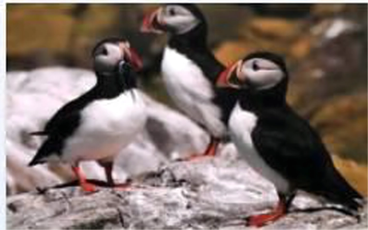 Realističan motiv tupika