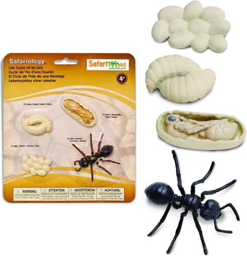 Safari Ltd. životni ciklus – mrav