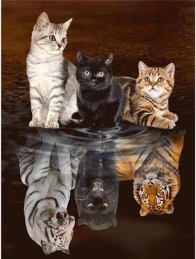 Diamond embroidery (diamond painting) Mirror reflection – three cats 30 × 40 cm - 1 piece