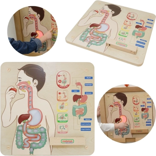MASTERKIDZ Interactive Educational Digestive System Panel