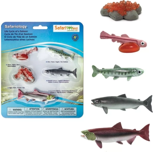 Safari Ltd. Salmon Life Cycle