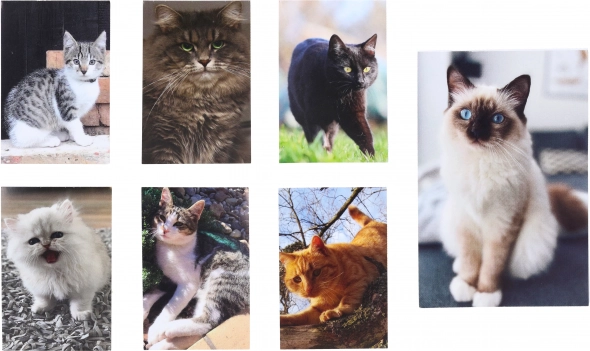 Mačkica Mali Notiz 40 Listova