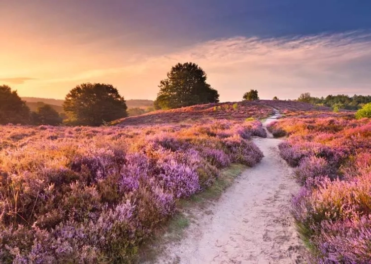 Puzzle RAVENSBURGER Ružičasta staza 1000 dijelova