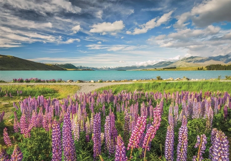 Clementoni puzzle Lupine na jezeru Tekapo 1500 dijelova