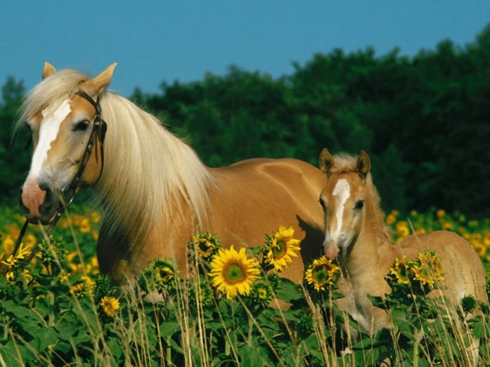 RAVENSBURGER Puzzle Konjska sreća XXL 200 dijelova