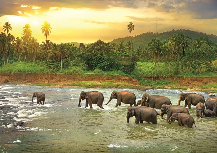 EUROGRAPHICS Puzzle Spasimo naš planet: Amazonska prašuma 1000 dijelova