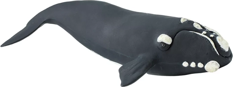 Safari Ltd. Southern right whale figurine - 1 piece