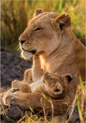 CLEMENTONI puzzle Mačja ljubav 500 dijelova