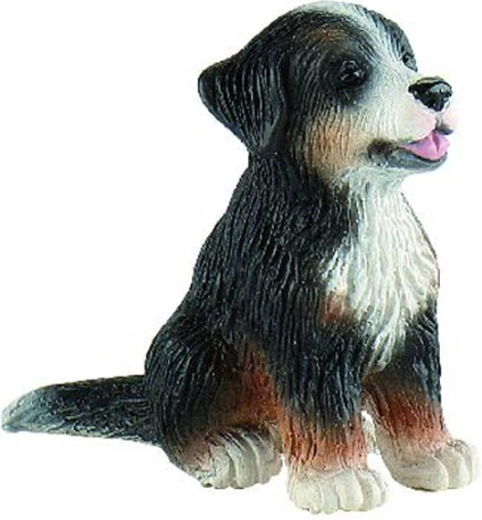 Bernski planinski pas - štene Joy