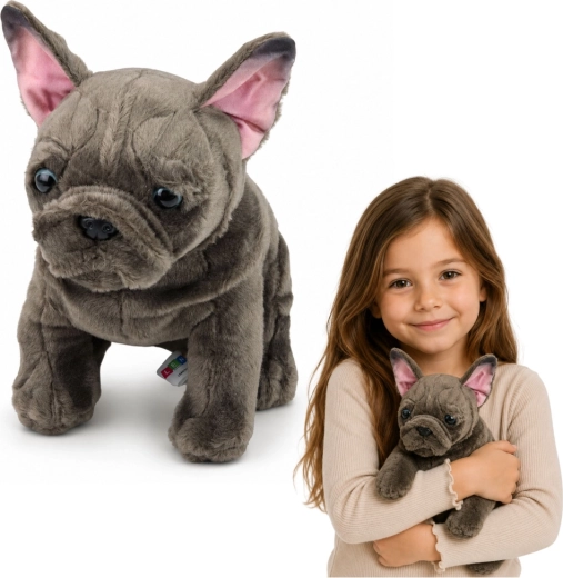 Plišani francuski buldog 22 cm