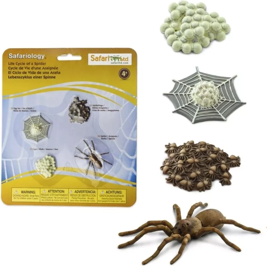 Safari Ltd. Spider Life Cycle