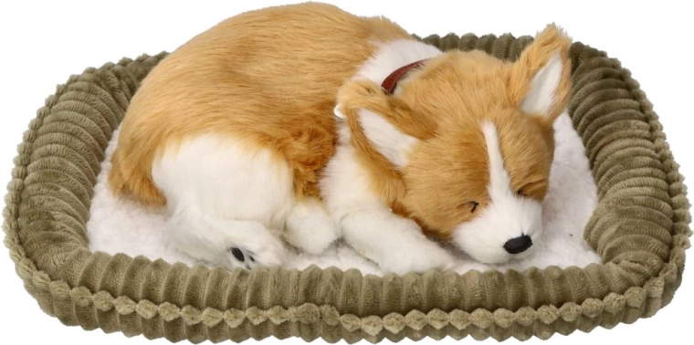 Breathing Corgi Puppy