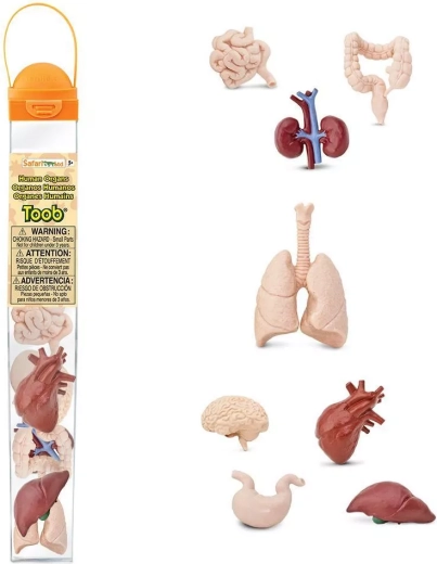 Safari Ltd. Toobs ljudski organi – edukativni set figurica u tubi
