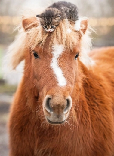 Ravensburger puzzle – ponij i mačić 500 dijelova