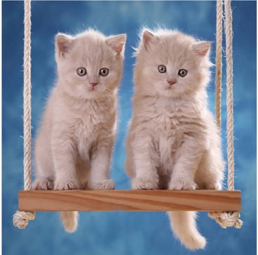 Diamond embroidery (diamond painting) kittens on a swing 30 × 30 cm